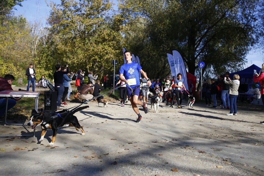 Warszawa Run Hau 2019. Świetna akcja warszawiaków. Pobiegli razem z bezdomnymi psami [ZDJĘCIA]