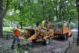 Skutki burz w Rybniku i Kobiórze są fatalne. Leśnicy liczą straty i sprzątają