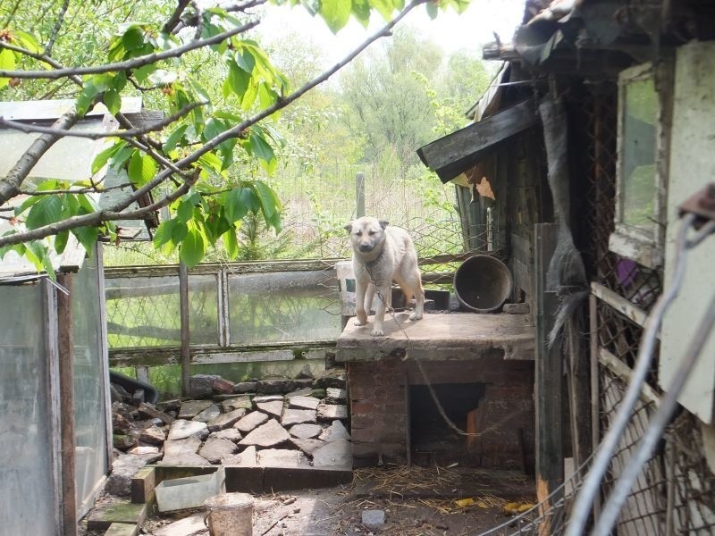 Katowice: Psy żyły w fatalnych warunkach. Były wygłodzone