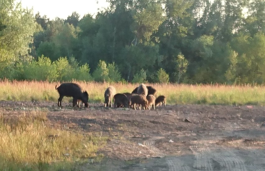 Wielkie stado dzików grasuje w Trzebini. Miejcie się na baczności [ZDJĘCIA, WIDEO]