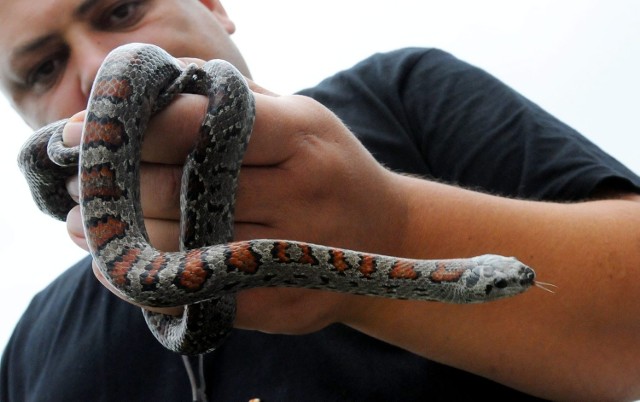 Ten podopieczny egzotarium pełzał w trawie na Kalinowszczyźnie