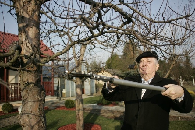 Mieczysław Marek tłumaczy, że to dobry moment na przycinanie drzew i krzewów owocowych