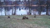 Dziki nad Trzesieckiem. Pora się przyzwyczaić [ZDJĘCIA]