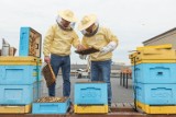 20 maja - Międzynarodowy Dzień Pszczół. Wszyscy musimy chronić pszczoły