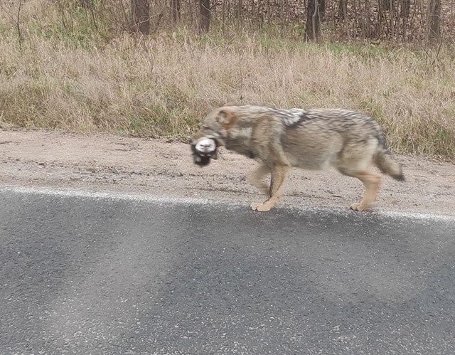 Takie widoki mrożą krew w żyłach. W okolicy Trzebicza...