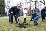 Bielscy radni zasadzili drzewa w Parku Włókniarzy