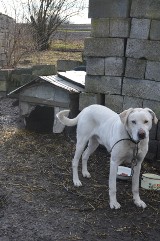 Psy z Kowar w gminie Radziemice dostały nowe budy