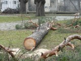 Mieszkanka Rzeszowa: urzędnicy, zlitujcie się nad drzewami