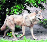 Wilki na Dolnym Śląsku. Jest ich coraz więcej