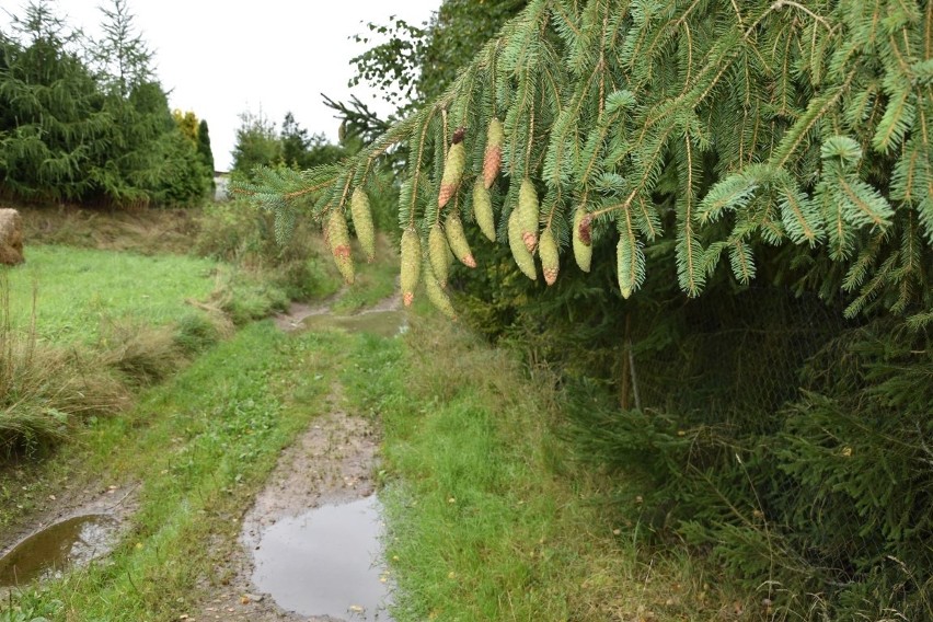 Jesień w powiecie kościerskim. Przyroda zmienia barwy. Zobaczcie jak tu ładnie [ZDJĘCIA]