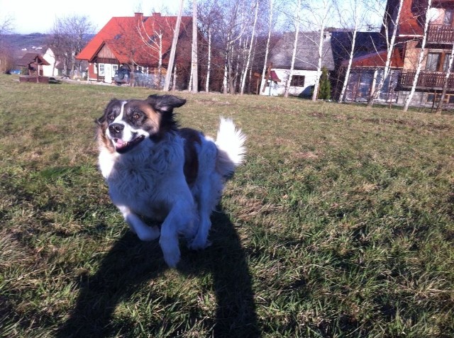 Heidi, mieszanka bernardyna i owczarka podhalańskiego - zabrana ze schroniska w Gaju pod Poznaniem, gdzie trafiła po śmierci swojego poprzedniego opiekuna. Zmarła 13 listopada 2016 roku. Najwierniejszy pies świata