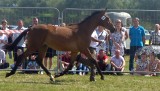 Końskie piękności na błoniach - jubileuszowy czempionat w Opatowcu
