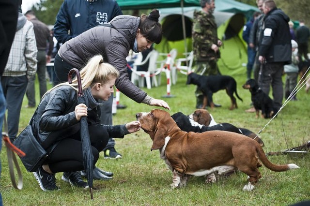 W Kołobrzegu po raz pierwszy zostanie zorganizowana wystawa psów rasowych.