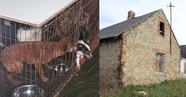 W budynku na obrzeżach Wielunia przetrzymywane są psy. Zwierzęta zamknięte są w niewielkim pomieszczeniu i w dodatku w klatkach.