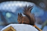Czy zimą trzeba dokarmiać wiewiórki? Poznaj ich ulubione przysmaki. Jak pomagać, żeby nie zaszkodzić?