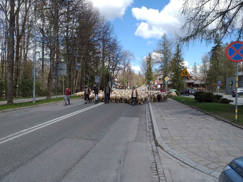 Zakopane. Wiosenny redyk ulicami miasta pod Giewontem [ZDJĘCIA]