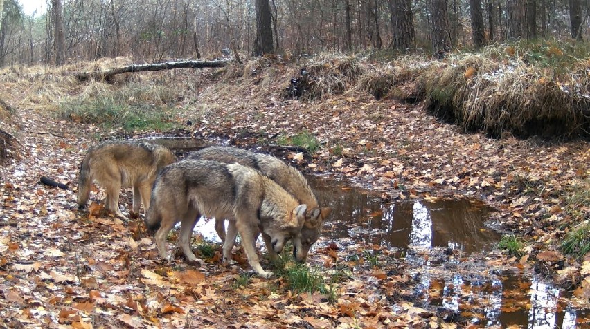 Stado wilków w lesie pod Częstochową urządziło sobie...