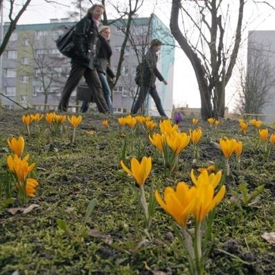 Wiosne widac golym okiem. Na trawnikach wyrosly kwiaty, a galązki drzew i krzewów wystrzelily z pąków listkami.