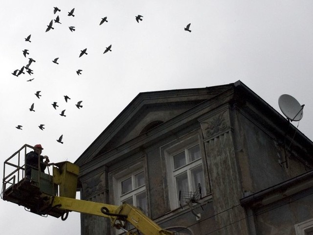 Ptaki nie będą już mieszkać w kamienicy przy ul. Partyzantów i brudzić okien mieszkańców budynku. 