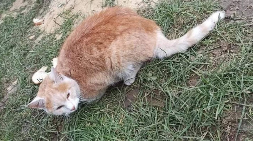 Kto przygarnie Biszkopta? Kociak znaleziony w gminie Strawczyn czeka na nowy dom