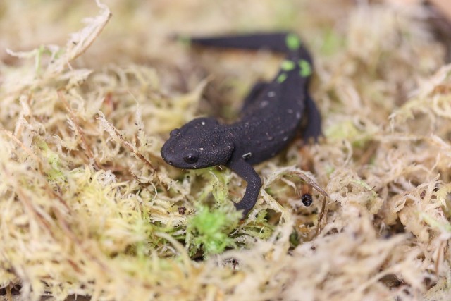 W jednym z terrariów w egzotarium pojawiły się traszki wietnamskie.