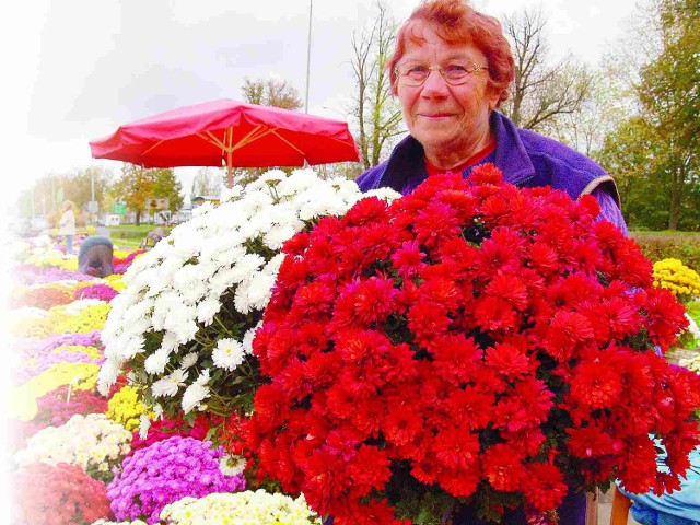 Stanisława Romaniec swoje piękne chryzantemy sprzedawać będzie do czwartku.