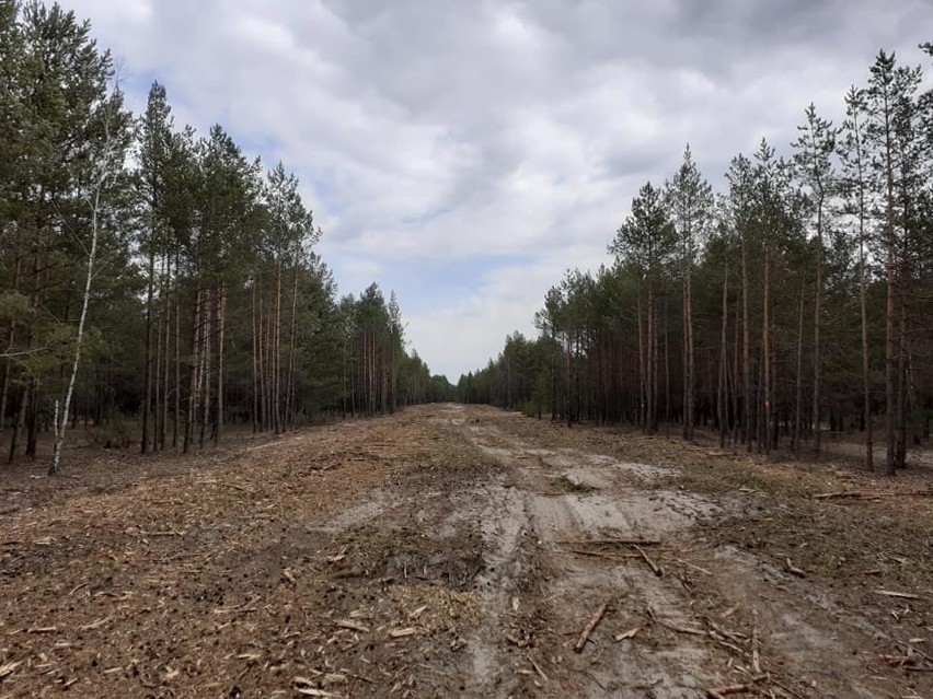 W drodze na Pustynię Błędowską pojawiły się wycięte drzewa....