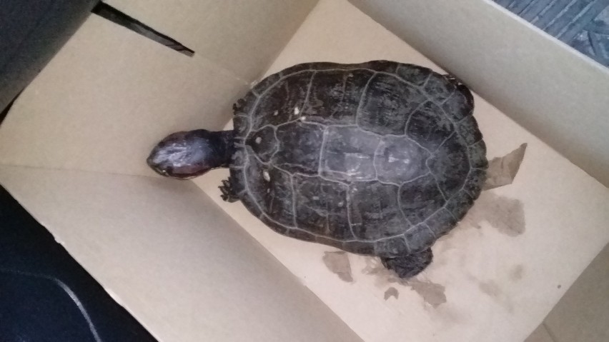 Żółw czerwonolicy, który znaleziony został w Komornikach,...