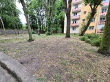 Trawnik zaniedbany od lat. Mieszkańcy ul. Rusa w Toruniu liczą na prace przy zieleni