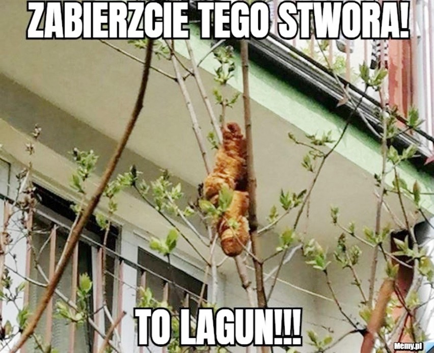 Lagun stał się hitem internetu. Zobacz memy, które komentują...