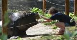 Uchatka z łódzkiego zoo na treningu! Pokazuje język, macha płetwą [FILM, zdjęcia]