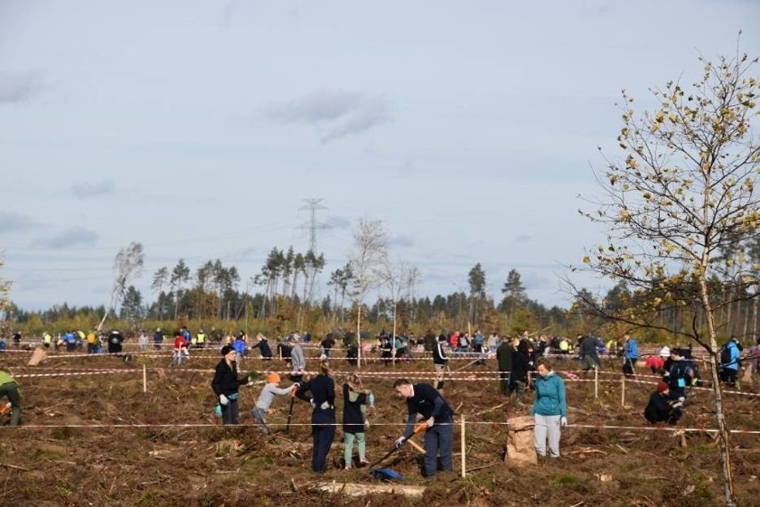 Ochotnicy sadzili las zniszczony przez huragan stulecia. Akcja "Do nasadzenia". Udało się posadzić ok. 110 tys. sadzonek na 11 hektarach