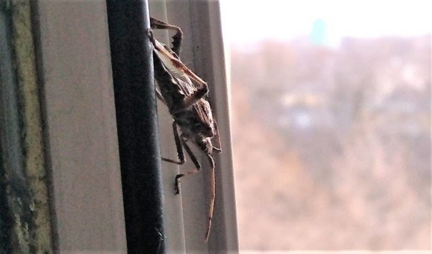 Śmierdzący owad wciska się do domów i mieszkań. To wtyk amerykański. Zobacz, jak wygląda! [18.10.2021]