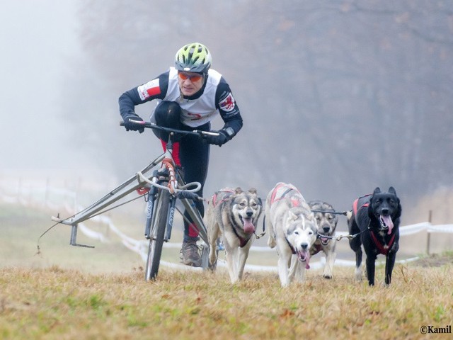 Sezon startów przypada na późną jesień i zimę. Ten najbliższy zapowiada się &#8211; szczególnie po starcie w Mikołowie &#8211; obiecująco. Pozostaje tylko trzymać kciuki. Zaprzęg Adriana Domańskiego z Mayą, Wichitką Ruby i Izzie pędzi po medal w Mikołowie na&#8230; dwóch kółkach