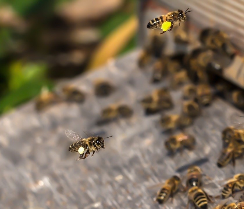 Około 10 tysięcy pszczół waży kilogram. Trutnie są cięższe...