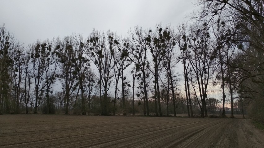 Zranione drzewo to w Polsce nadal "niewielka szkodliwość".