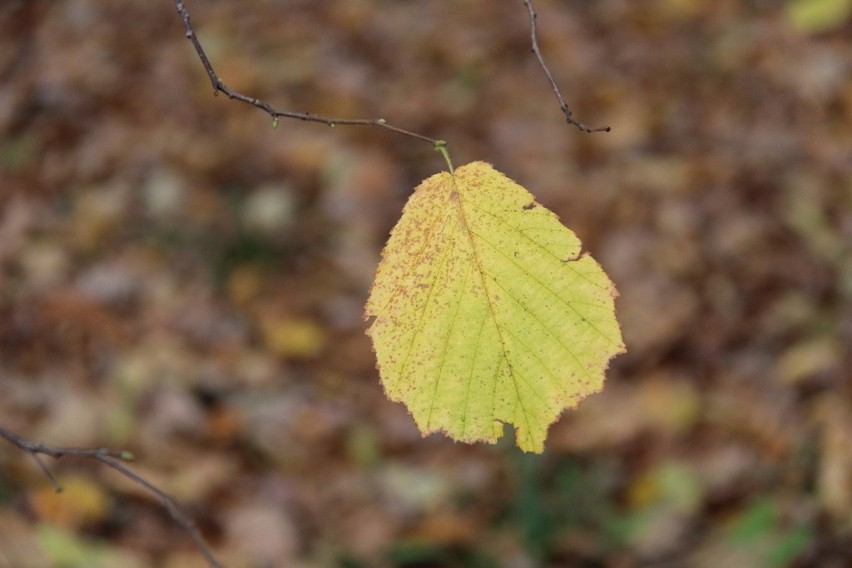 Tak wygląda park Zielona w jesiennych barwach