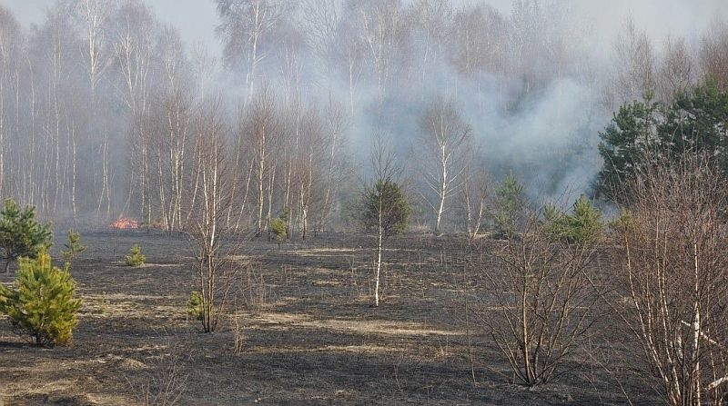 Pożar lasu w Rudnikach