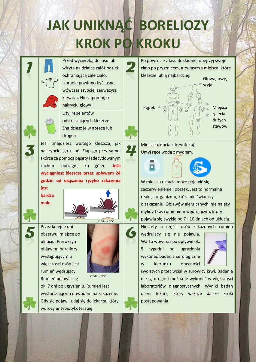 Blisko 1,5 tys. przypadków zachorowań na boreliozę w 2017 r. na Pomorzu. Uwaga na kleszcze – znów zaczynają atakować [infografiki]