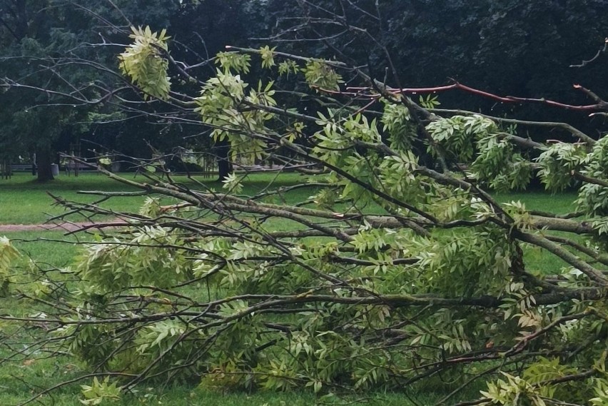 Wichura powaliła drzewa na Bulwarach w Rzeszowie. Zablokowana tartanowa bieżnia