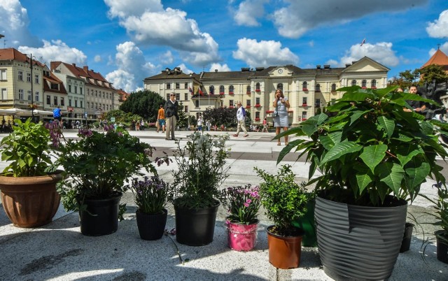 W niedzielę Partia Zieloni zorganizowała na Starym Rynku happening Ile roślin zmieści się na Starym Rynku?". "Pokażmy lokalnym władzom, że jest tam miejsce dla większej liczby roślin - choćby tych w donicach, skoro konserwator nie widzi szans na kolejne drzewa" - apelowali Zieloni.