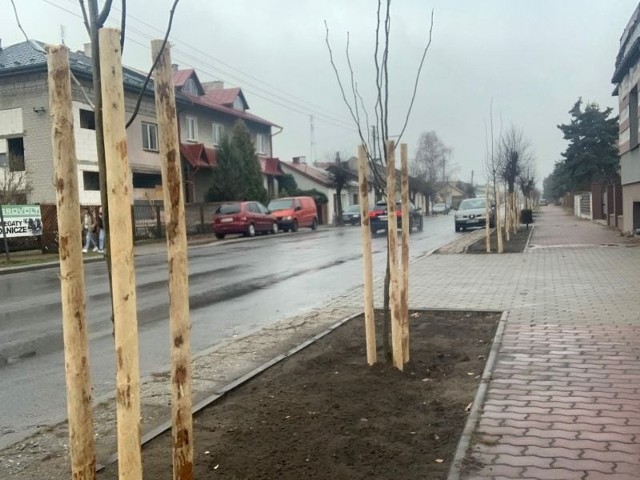 Wzdłuż białobrzeskich ulic są sadzone kilkuletnie lipy drobnolistne.