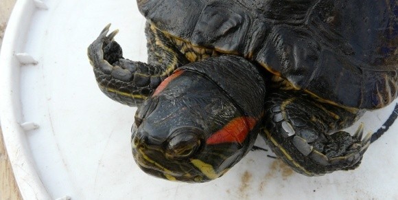 Dorosłe osobniki żółwia czerwonolicego są roślinożercami. Uzupełnieniem diety są wodne owady, ślimaki, kijanki, raki, ryby. Zimuje w mule na dnie zbiorników wodnych.
