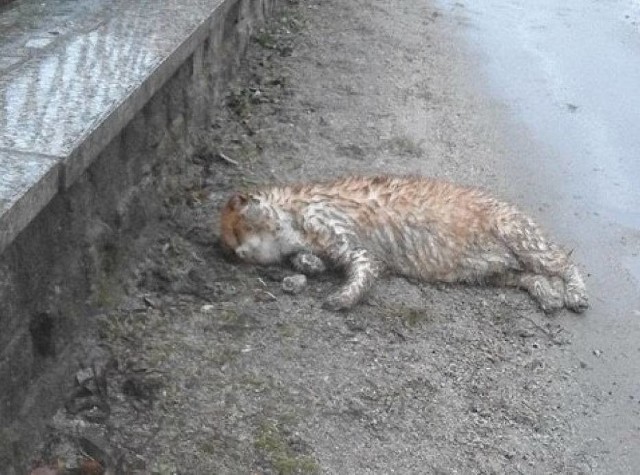 Kot znaleziony przy drodze w Rogoźnicy miał w ciele cztery śruty