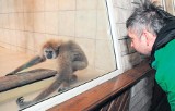 Łódzkie zoo. Najstarszy gibbon w kraju (wideo)