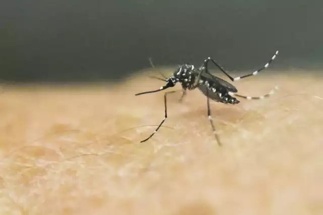 Komar egipski może być nosicielem groźnych chorób, takich jak żółta febra, czy denga