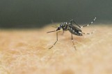 Włosi obawiają się niebezpiecznych komarów. W walce z nimi pomaga aplikacja
