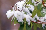 Spadł pierwszy śnieg. Warto pamiętać, jak ważny jest dla naszego otoczenia. Jaki ma wpływ na przyrodę?
