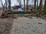 Nieszczęśliwy wypadek w Kujawsko-Pomorskiem. Drzewo przygniotło 12-letnią dziewczynkę