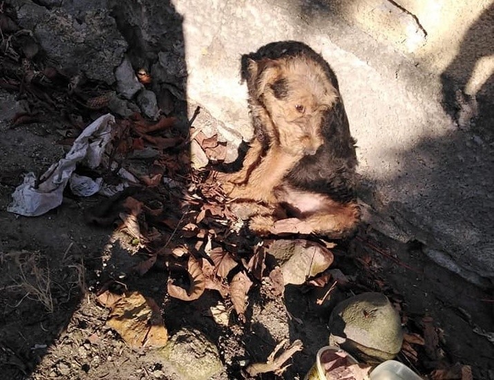 Tak wyglądał ranny pies, któremu Żaneta Komender chciała...